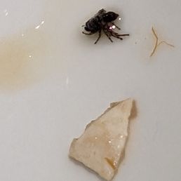 A dead fly found in our beef brisket noodle A dead fly found in our beef brisket noodle