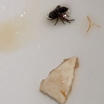 Sugar Sweet Cafe - A dead fly found in our beef brisket noodle - Chinese Near Me - Scarborough, Ontario Sugar Sweet Cafe - A dead fly found in our beef brisket noodle - Chinese Near Me - Scarborough, Ontario