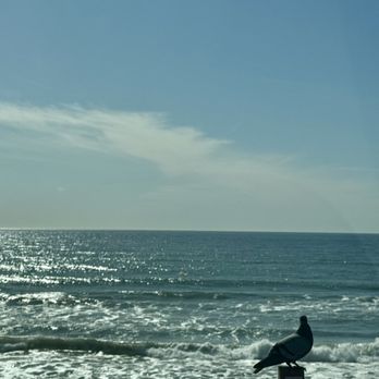 Moonlight Beach Overlook - Sharing this space with my fellow seagull - Parks Near Me - Encinitas, California