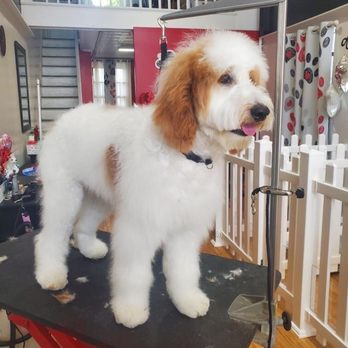 Details by Lisa - Pet Groomers Near Me - Boonton, New Jersey Details by Lisa - Pet Groomers Near Me - Boonton, New Jersey