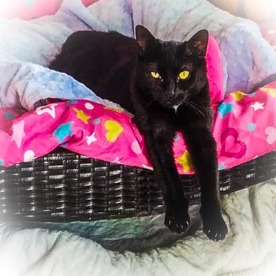 Pets Alive Humane Shelter