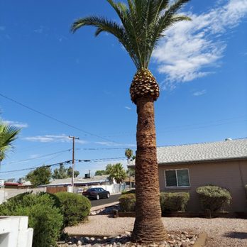 Real Trees And Landscaping - After - Tree Services Near Me - Maricopa, Arizona Real Trees And Landscaping - After - Tree Services Near Me - Maricopa, Arizona