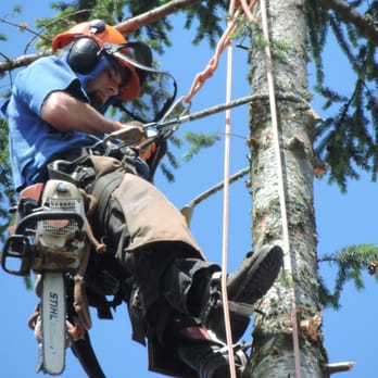 Western States Arboriculture - Tree Services Near Me - Tualatin, Oregon Western States Arboriculture - Tree Services Near Me - Tualatin, Oregon