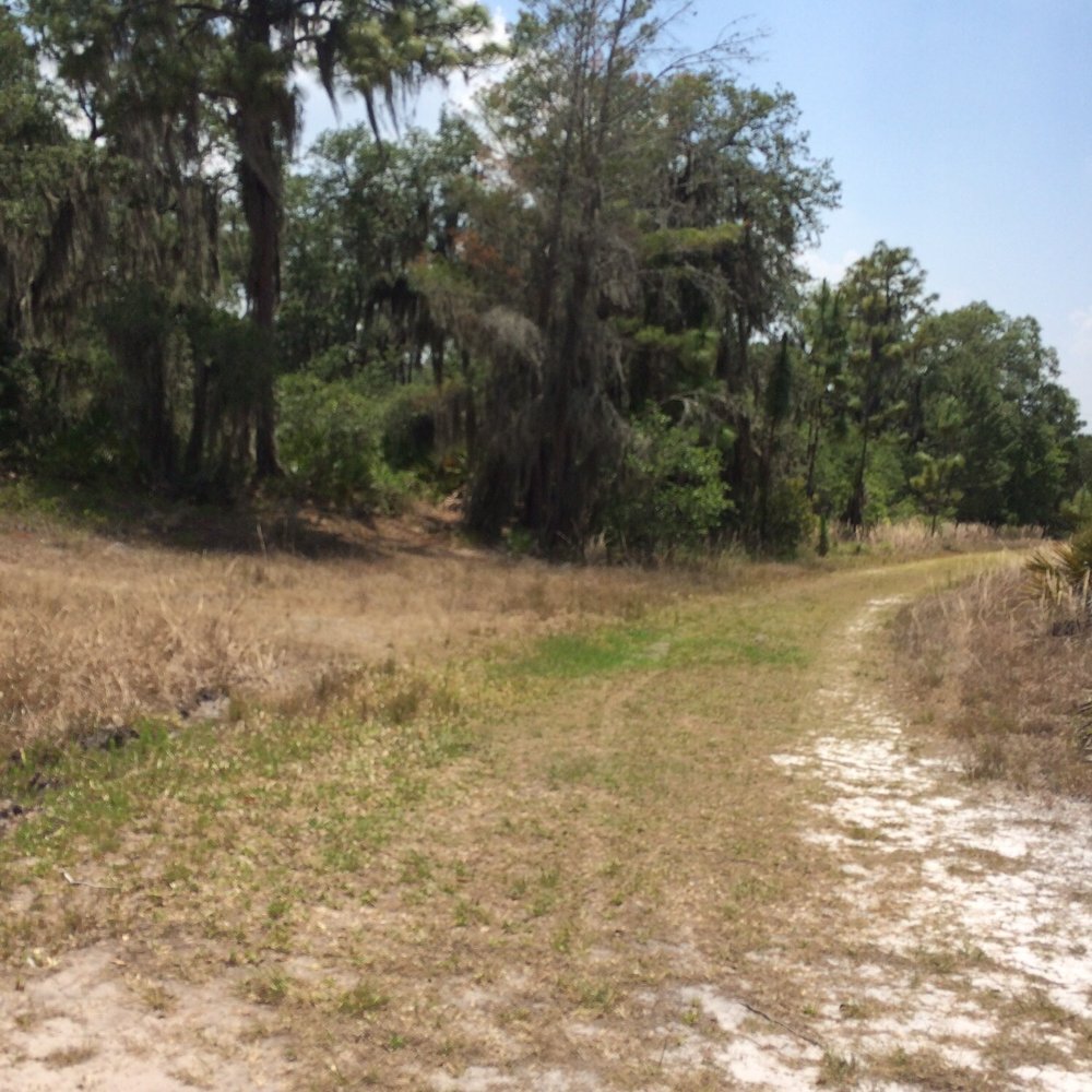 Bell Creek Nature Preserve - Easy Walking And Beautiful Trees! - Hiking Near Me - Riverview, Florida