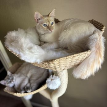 Merveilleux Cats - Pet Breeders Near Me Merveilleux Cats - Pet Breeders Near Me