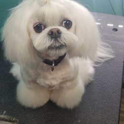 The Dapper Dog
