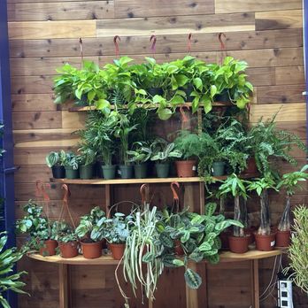 The Mellow SF - gorgeous plants - Nurseries & Gardening Near Me - San Francisco, California The Mellow SF - gorgeous plants - Nurseries & Gardening Near Me - San Francisco, California