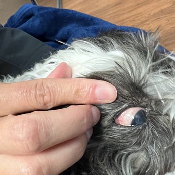 MedVet Cincinnati - His eyes are so bad. - Veterinarians Near Me - Fairfax, Ohio MedVet Cincinnati - His eyes are so bad. - Veterinarians Near Me - Fairfax, Ohio