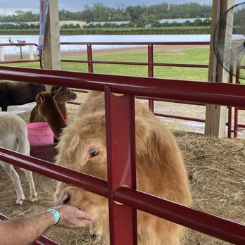 Southern Hill Farms - Petting area - Fruits & Veggies Near Me - Clermont, Florida Southern Hill Farms - Petting area - Fruits & Veggies Near Me - Clermont, Florida