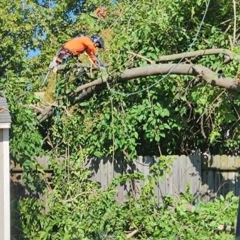 Golden Roots Tree Care - Crew on top of one of the heavy branches to cut it. It's a risky hazard job at times - Tree Services Near Me - Sacramento, California Golden Roots Tree Care - Crew on top of one of the heavy branches to cut it. It's a risky hazard job at times - Tree Services Near Me - Sacramento, California