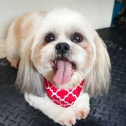 Dana's Darling Dogs - Happy faces of Dana's Darling Dogs