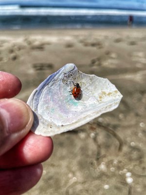 Sunset State Beach by null
