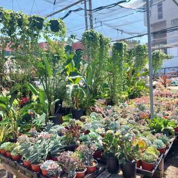 Hashimoto Nursery - Home & Garden Near Me - Los Angeles, California Hashimoto Nursery - Home & Garden Near Me - Los Angeles, California