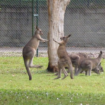 Australia Zoo - Inside Roo Haven. - Zoos Near Me - Beerwah, QLD