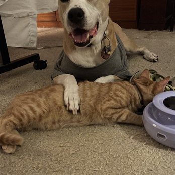Dan Perata Training - Mattie and her kitty Arthur - Pet Training Near Me - San Francisco, California