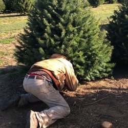 Shamrock Christmas Tree Farm