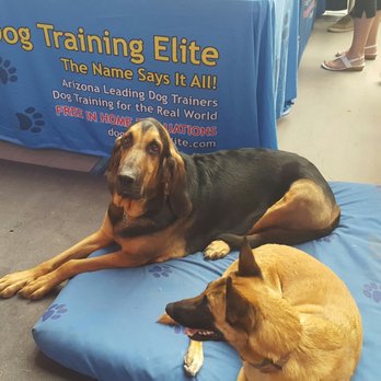 Dog Training Elite - Home show with Dog Training Elite!!! - Pet Training Near Me - Mesa, Arizona