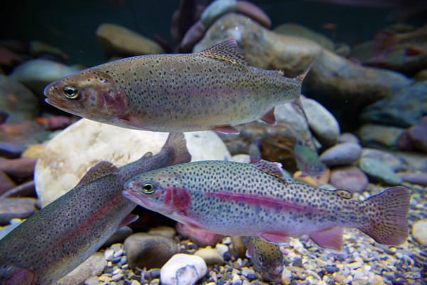 Bow Habitat Station & Sam Livingston Fish Hatchery by null