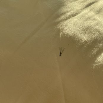 Hotel del Coronado, Curio Collection by Hilton - Dirty pillow, fake eyelash on it. - Coronado, CA