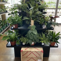 Joe's Market Basket - Plants!