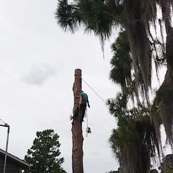 High Reach Tree Service - Tree Services Near Me - Ocala, Florida High Reach Tree Service - Tree Services Near Me - Ocala, Florida