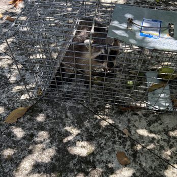 SureShot Pest Solutions - Pest Control Near Me - Deerfield Beach, Florida SureShot Pest Solutions - Pest Control Near Me - Deerfield Beach, Florida