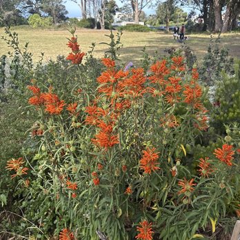 Rolph Nicol Park - Nice flowers - Parks Near Me - San Francisco, California Rolph Nicol Park - Nice flowers - Parks Near Me - San Francisco, California