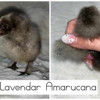 Hatchd Hatchery - What I was give, amerucanas do NOT have feather feet. And lavenders are very light in color this one is very dark - Pet Breeders Near Me
