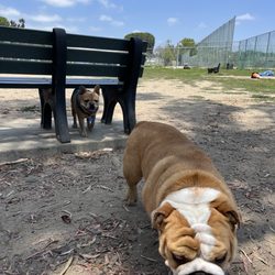 Barrington Dog Park - My pup following his new bulldog buddy...