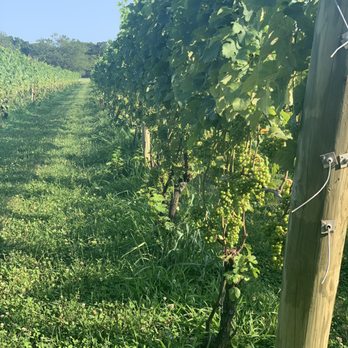 Channing Daughters Winery - Wineries Near Me - Bridgehampton, New York