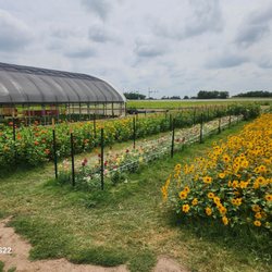 Flowers Farms - Flower field