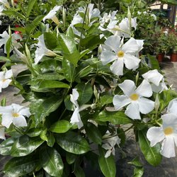 A & M Nursery & Supplies - Biggest Mandevilla I've ever seen!
