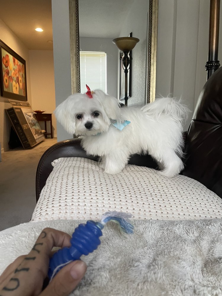 SUGAR PUPPY GROOMING & SPA Dog Walkers 3944 Florida Blvd, Palm