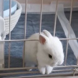 Cedar Grove Elementary School - Bunni