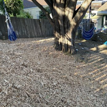 California Tree Solutions - Cypress Tree with fresh pine mulch! - Tree Services Near Me