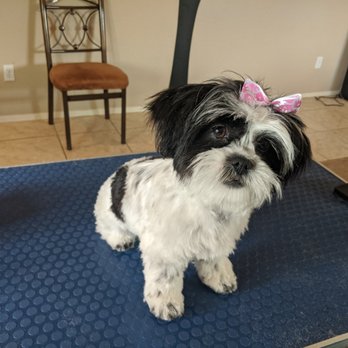 Country K-9 Grooming - Pet Groomers Near Me - Coolidge, Arizona