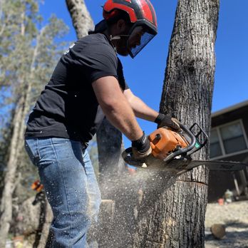 Twain Harte Tree Service - Zack - Tree Services Near Me - Twain Harte, California Twain Harte Tree Service - Zack - Tree Services Near Me - Twain Harte, California