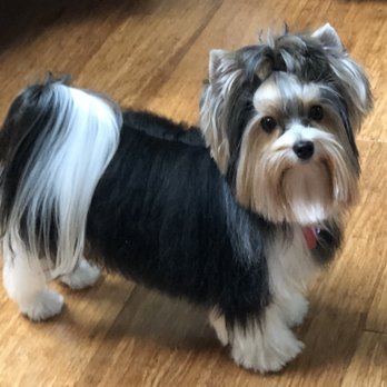 Pawsitivity Dog Grooming - Pet Groomers Near Me - Springfield, Illinois Pawsitivity Dog Grooming - Pet Groomers Near Me - Springfield, Illinois