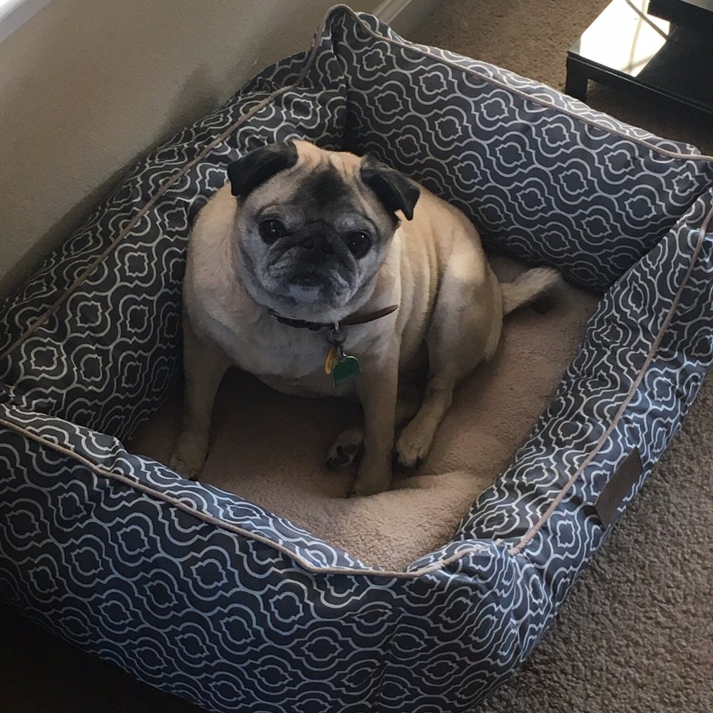 Fur Night and Day - Pet Sitting Near Me - Norman, Oklahoma Fur Night and Day - Pet Sitting Near Me - Norman, Oklahoma