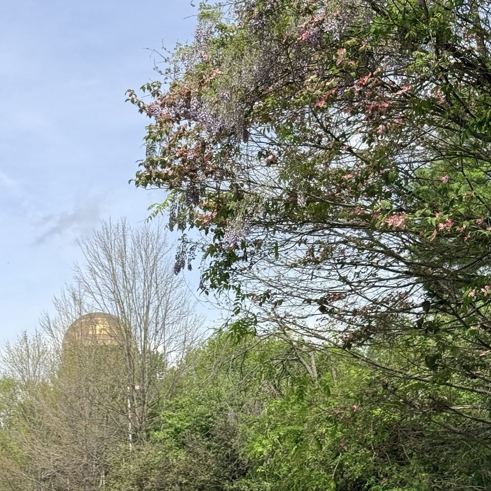 World's Fair Park - Trees in bloom - Parks Near Me - Knoxville, Tennessee