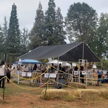 Boa Vista Orchards - Pumpkin patch area - Fruits & Veggies Near Me - Placerville, California