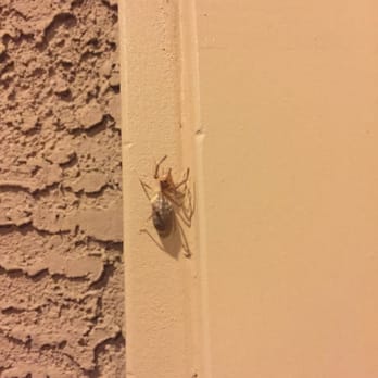 Titan Pest Control - Pest Control Near Me - Anthem, Arizona Titan Pest Control - Pest Control Near Me - Anthem, Arizona