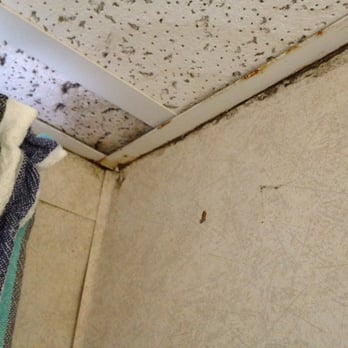 Ocean Park Inn Cape Cod - Buggie in a web in the bathroom - Hotels Near Me - Eastham, Massachusetts