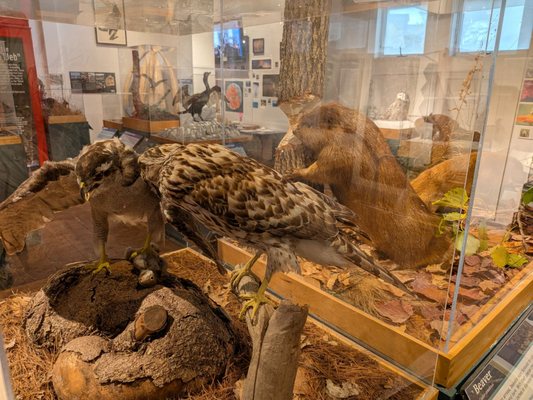 George B. Dorr Museum of Natural History by null