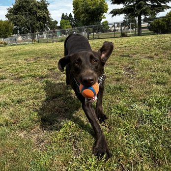 Bow Wow Ventures - I got the ball!! - Dog Walkers Near Me