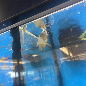 Petco - 2 dead fish - Pet Stores Near Me - Peabody, Massachusetts