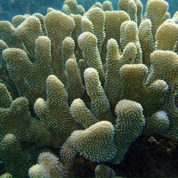 Shoreline Snorkel - Snorkeling Near Me - Lahaina, Hawaii Shoreline Snorkel - Snorkeling Near Me - Lahaina, Hawaii