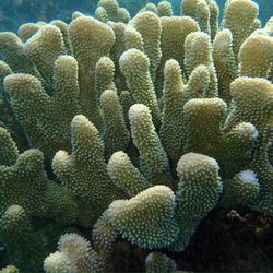 Shoreline Snorkel