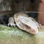 Photo of Tarpon Springs Aquarium and Animal Sanctuary