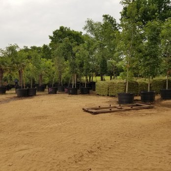 Noles Enterprises - All kinds of trees and plants for landscaping! Sod too! - Nurseries & Gardening Near Me - Denton, Texas